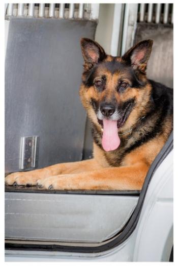 Mik, an eight-year-old German Shepherd certified in patrol duty and narcotics detection, has been partnered with Middlesex Sheriff’s Office Lieutenant Michael Kelley for seven years.  Mik is featured in Massachusetts Vest-A-Dog’s 2016 calendar.  Photo courtesy of David Shilale/ Massachusetts Vest-A-Dog
